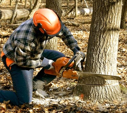Tree Removal in Chilmark, MA